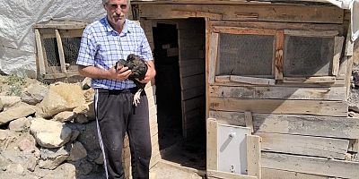 50 tavuğun 30’unu köpekler yedi