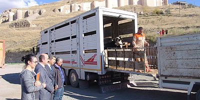 6 çiftçiye 5’er büyükbaş hayvan hibe edildi