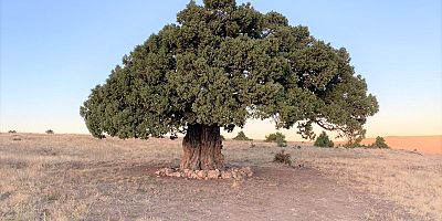 700 Yıllık Ardıç Ağacı için tescil başvurusu