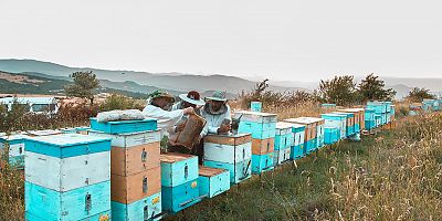 “Arıcılık Sektörü 2020’de Dibi Gördü”