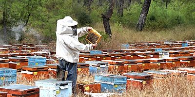 Bal Üreticilerinin Kovan Talebi