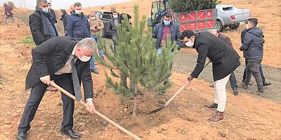 Cam teras yoluna ağaçlandırma