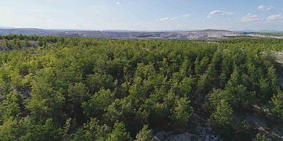 Demir Export'un Diktiği Fidan Sayısı 1,5 Milyona Ulaştı