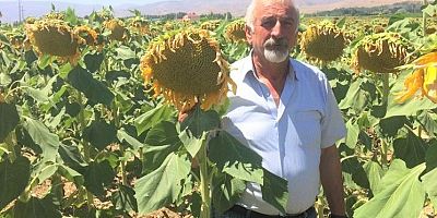 Divriği Çekirdeği Başkent Marketlerinde