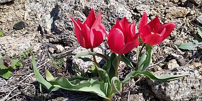 Divriği’ye özgü ‘Dağ Laleleri’ çıktı