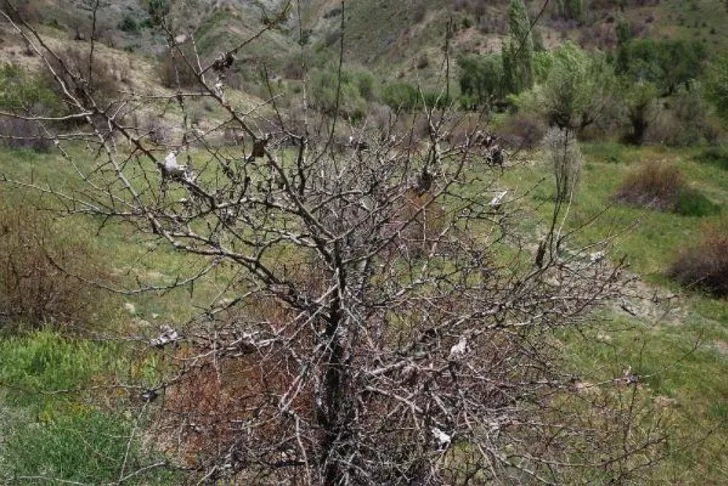 DİVRİĞİ-ZARA-İMRANLI’DA TIRTIL İSTİLASI