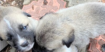 Eğrisu köyünden örnek karar