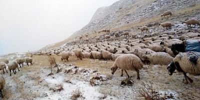 EĞRİSU YAYLASI’NDA 12 KÜÇÜKBAŞ HAYVAN DONARAK TELEF OLDU