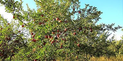 Elma Bahçesi Öğrencilere Burs Kaynağı Oldu