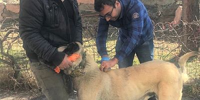 Evcil Hayvanlara Cip Takılma Süresi Doldu