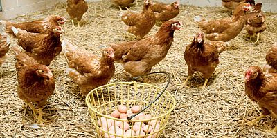 HALK EĞİTİM YUMURTACI TAVUK YETİŞTİRİCİLİĞİ KURSU AÇIYOR