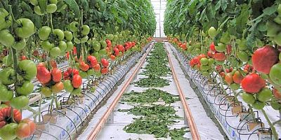 Hindistan cevizi kabuğu ile domates üretiliyor