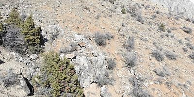 Jandarma, yaban hayvanları için doğaya yem bıraktı