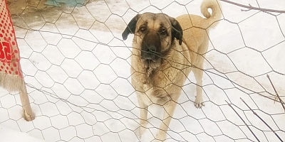 Kangallar Karlı Havayı Sever