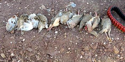 Keklik katliamı için yarışıyorlar!