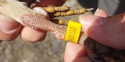 Keklik markalama çalışması yapıldı