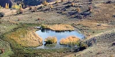 Keşfedilmeden yok oluyor