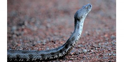 Koca Engerek Fotoğraflandı