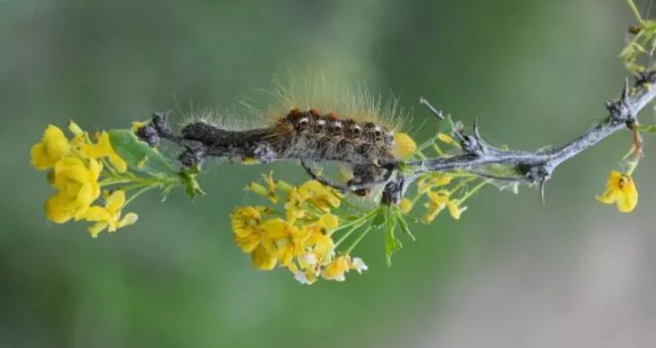Köylerde ki tırtıl istilası! 