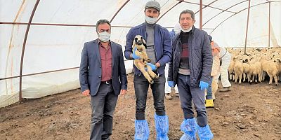 Küpeleme ve Aşılama Çalışmaları Devam Ediyor