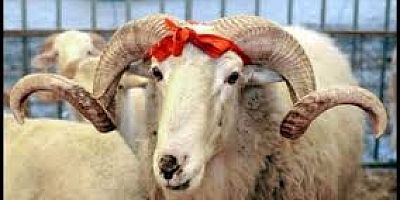 Kurbanlık fiyatları belli oldu