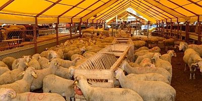 Kurbanlık sevkiyatı uyarısı!