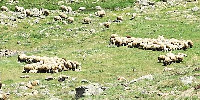 Meralarımıza, Yaylalarımıza Sahip Çıkmalıyız!