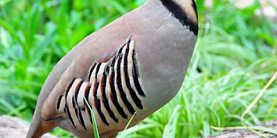 Yaban Hayatı Korunmalı