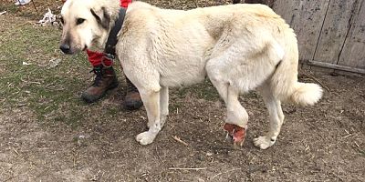 Yaralı Köpek İçin 2 Bin 200 Kilometre