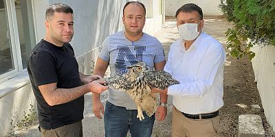 Yaralı puhu yetkililere teslim edildi