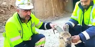 Yaralı yaban keçisi tedaviye alındı