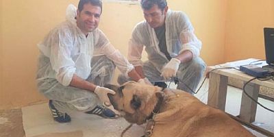 Yavrusunu yiyen kangallar tedavi edilmeye başlandı