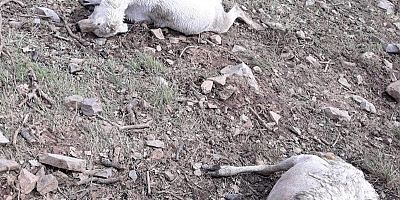 Yaylada 35 küçükbaş hayvan telef oldu