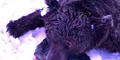 Zara’da Eski Muhtarı Öldüren Ayı Öldürüldü